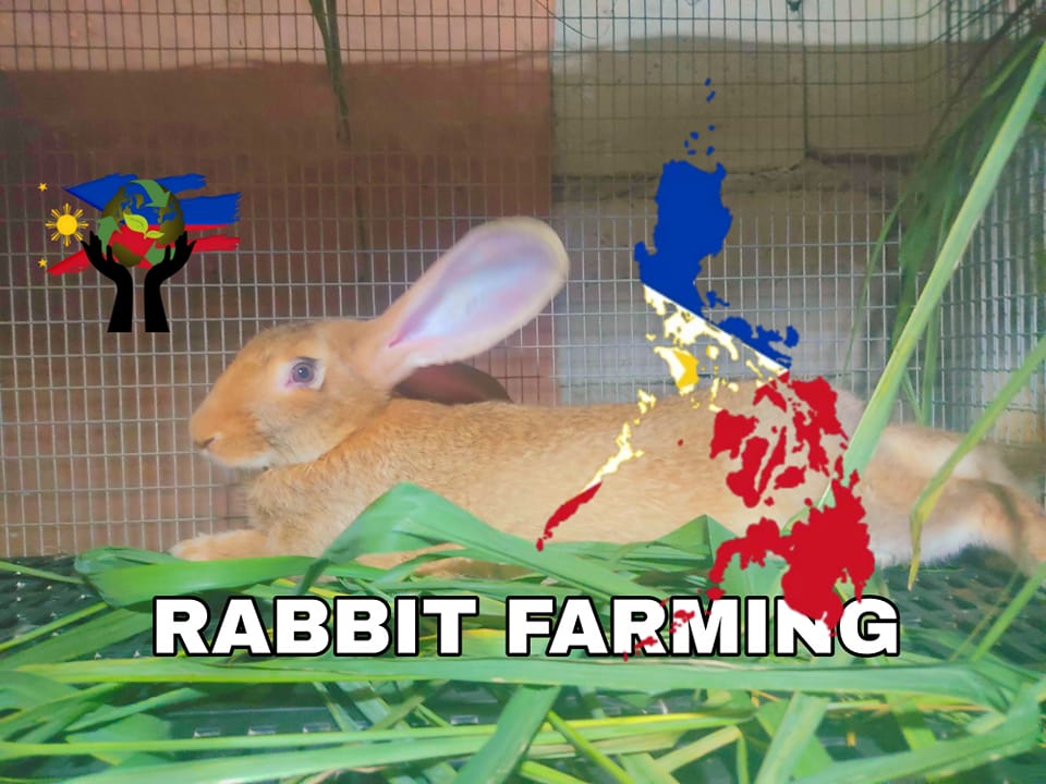 Rabbit farming Philippines | Facebook