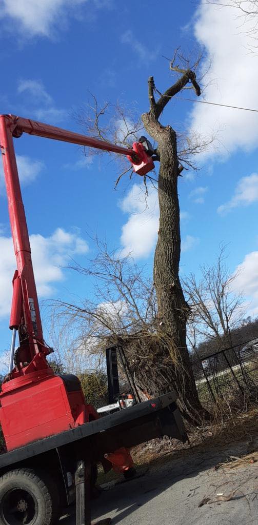 Angel Tree Removal Services | Aurora IL