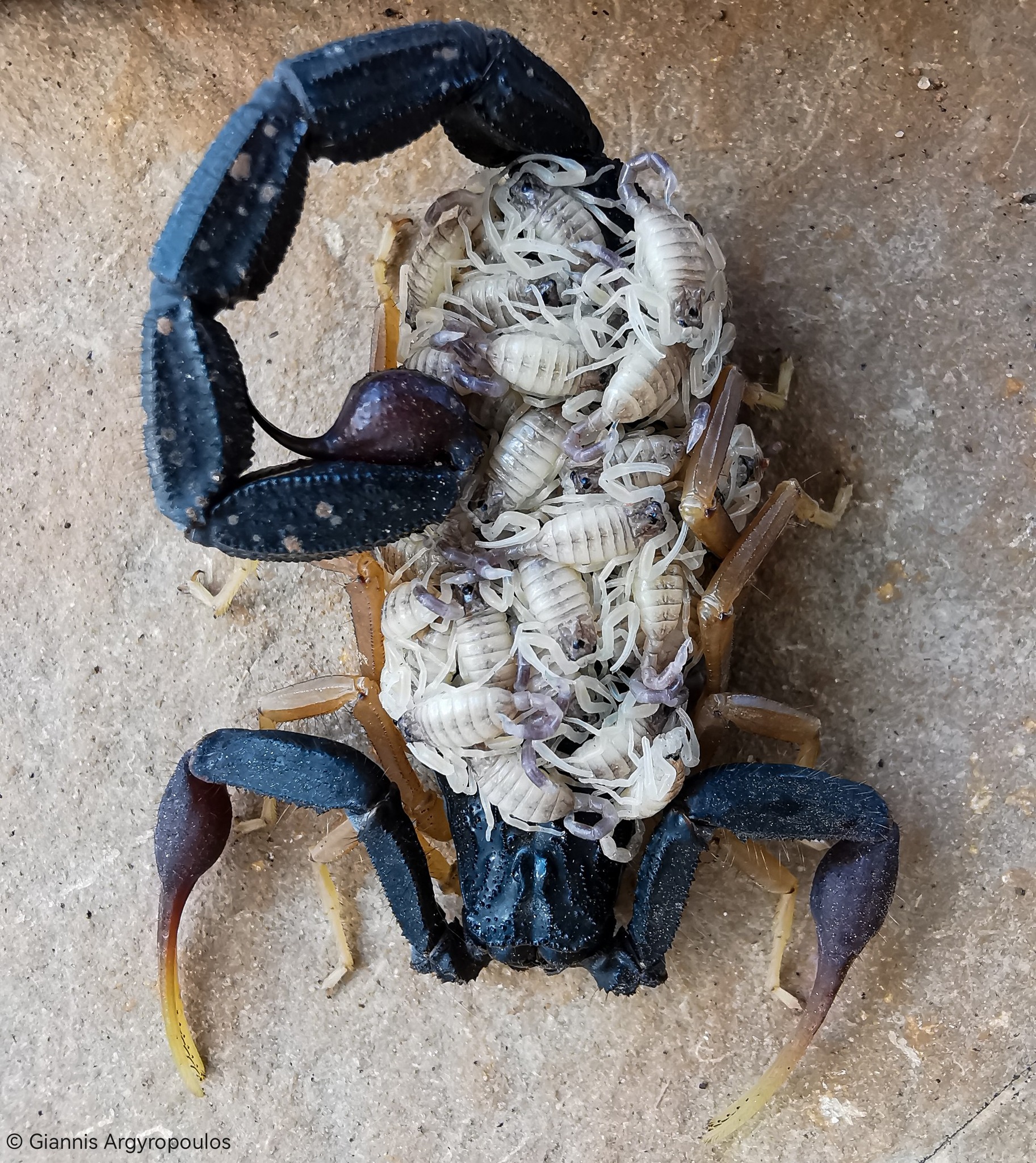 Hottentotta franzwerneri scorpion with offspring