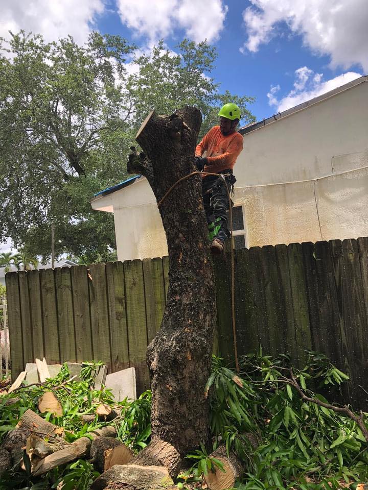 Miami Tree Cutter | Miami FL