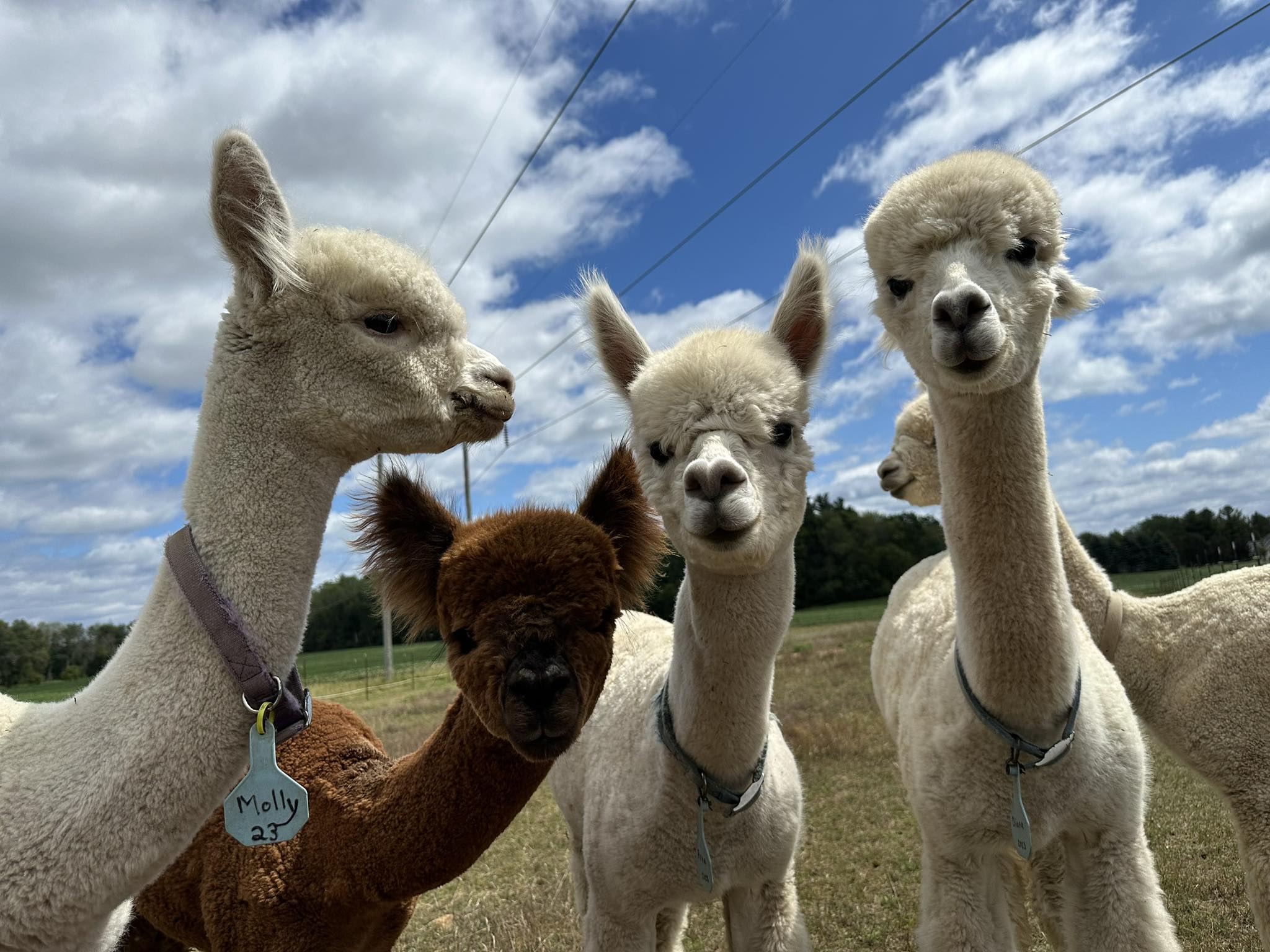 LondonDairy Alpaca Ranch | Two Rivers WI