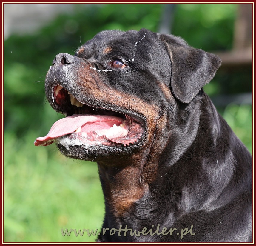 Nice And Lovely FCI - rottweiler | Miechów