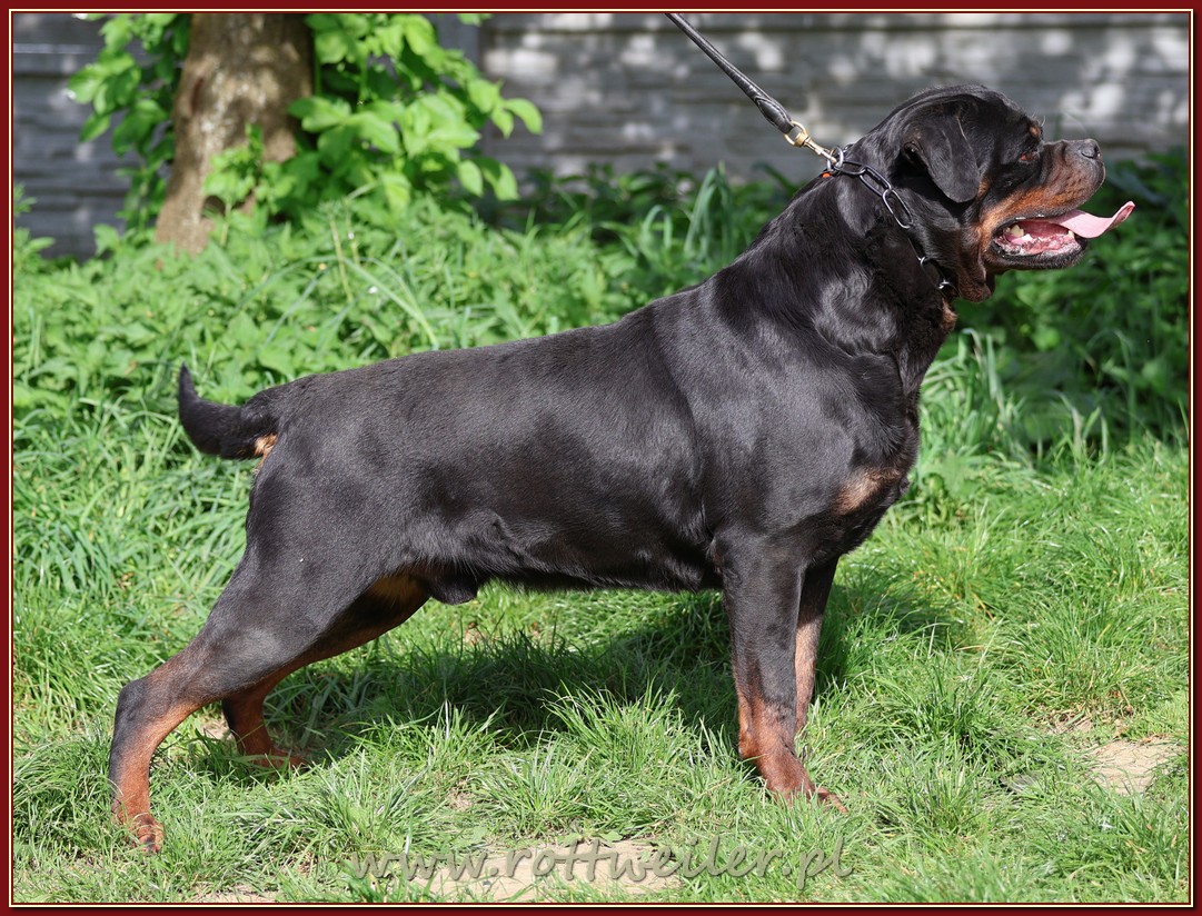 Nice And Lovely FCI - rottweiler | Miechów