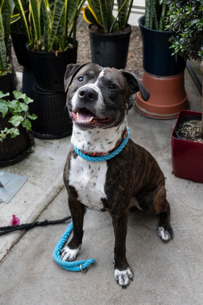Sweet - HENRY https://www.sweetpawsrescue.org/dogs-for-adoption MA ...