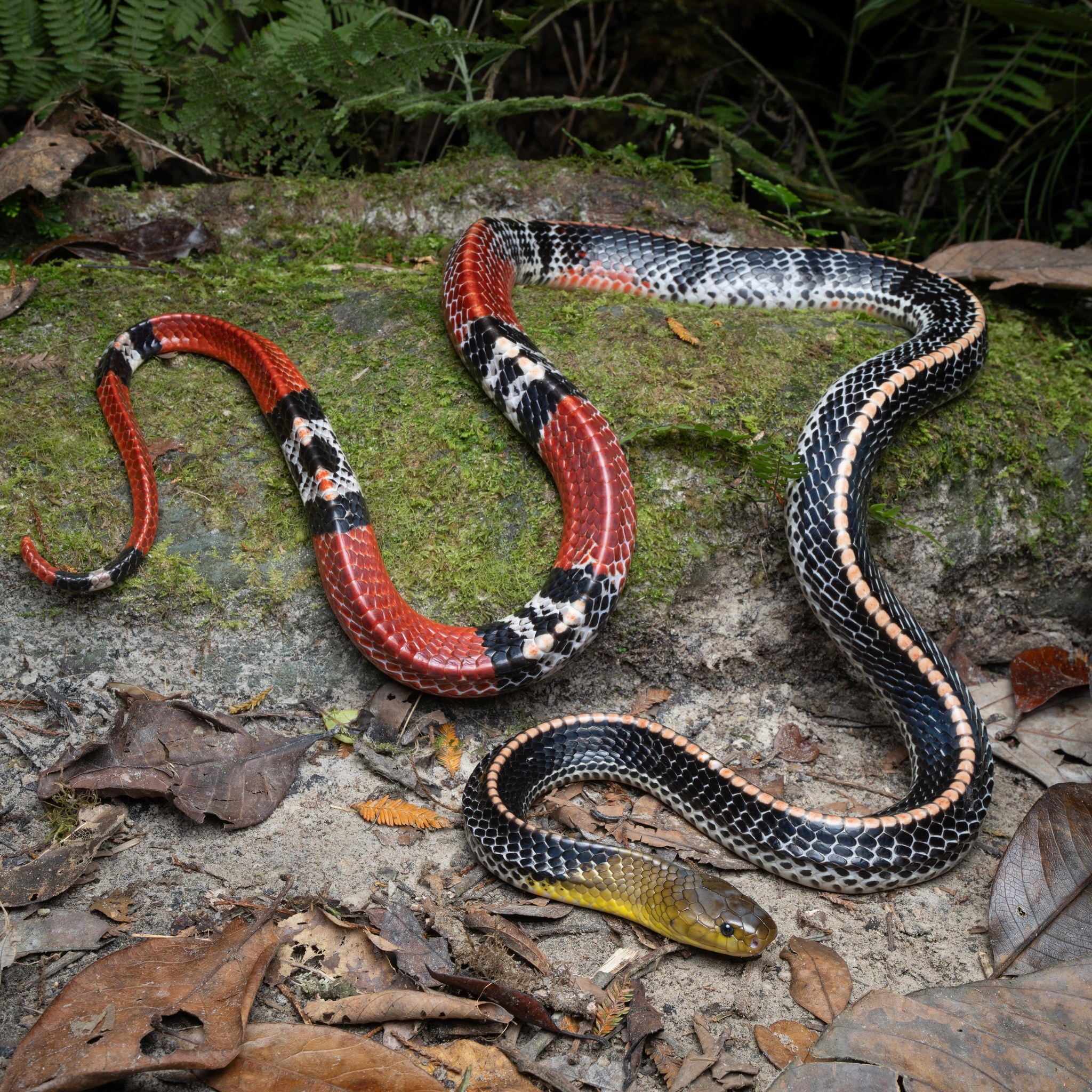@needatnewlens photographed this... - The Reptile Report | Facebook