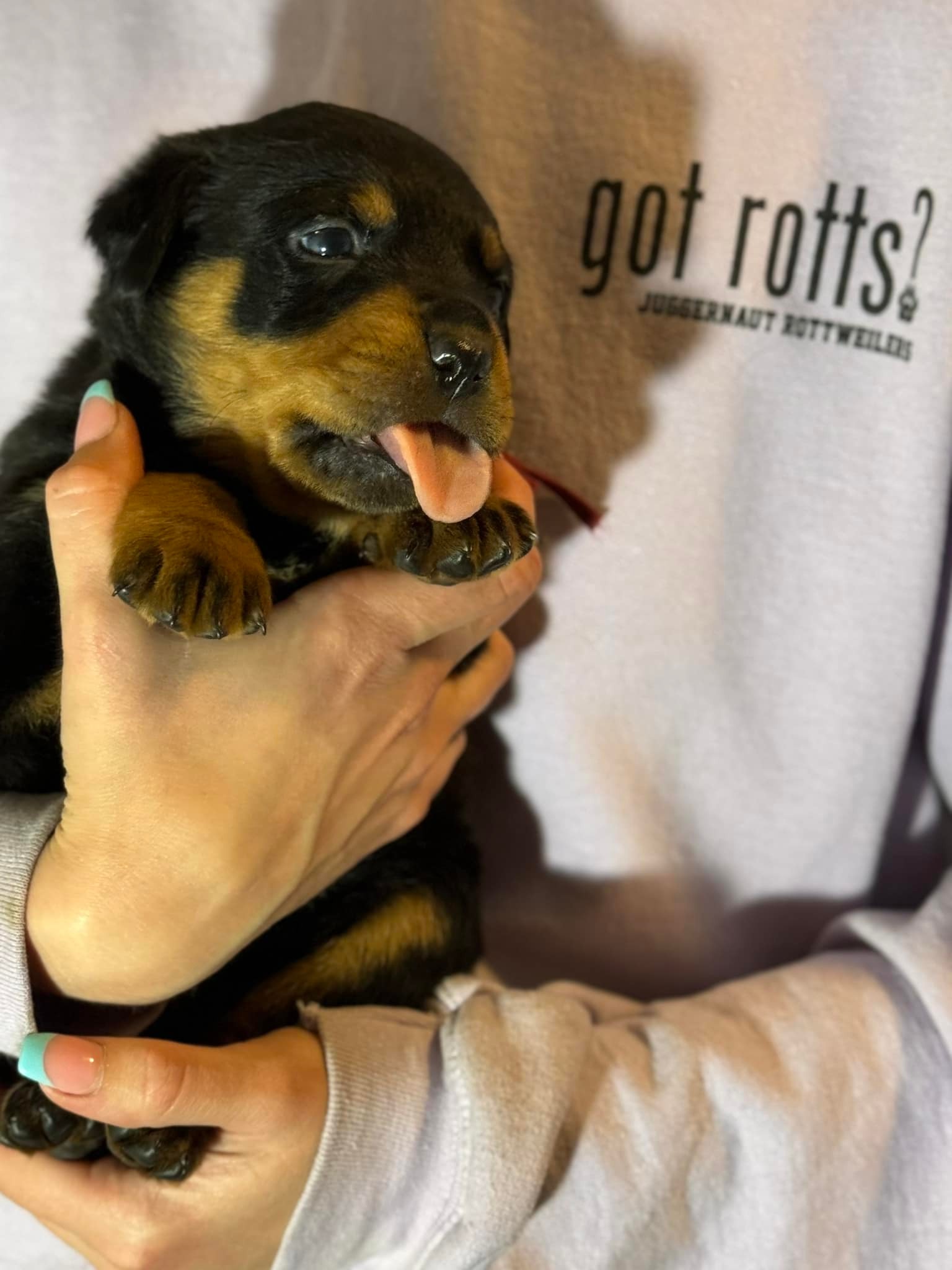 Juggernaut Rottweilers