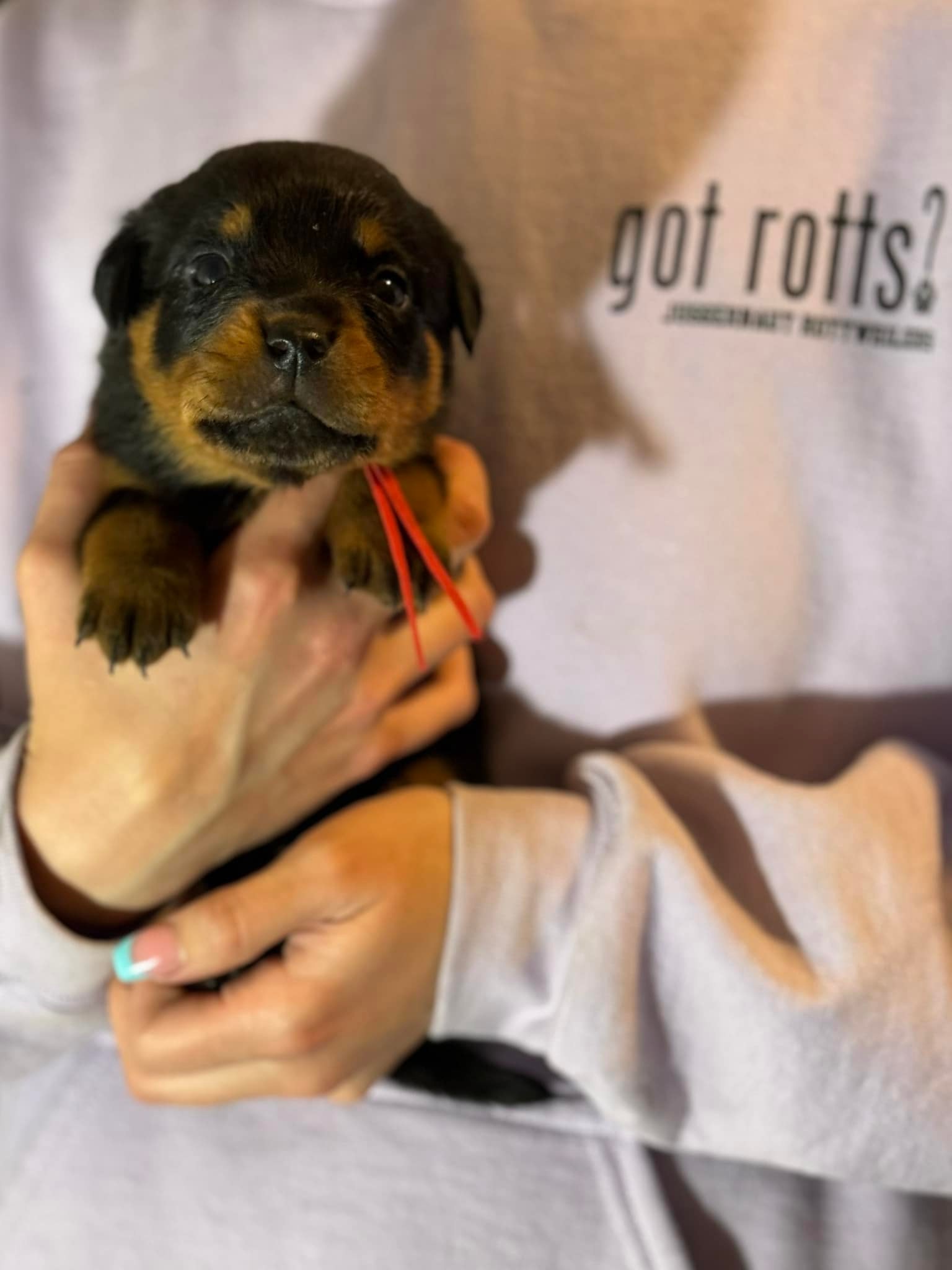 Juggernaut Rottweilers