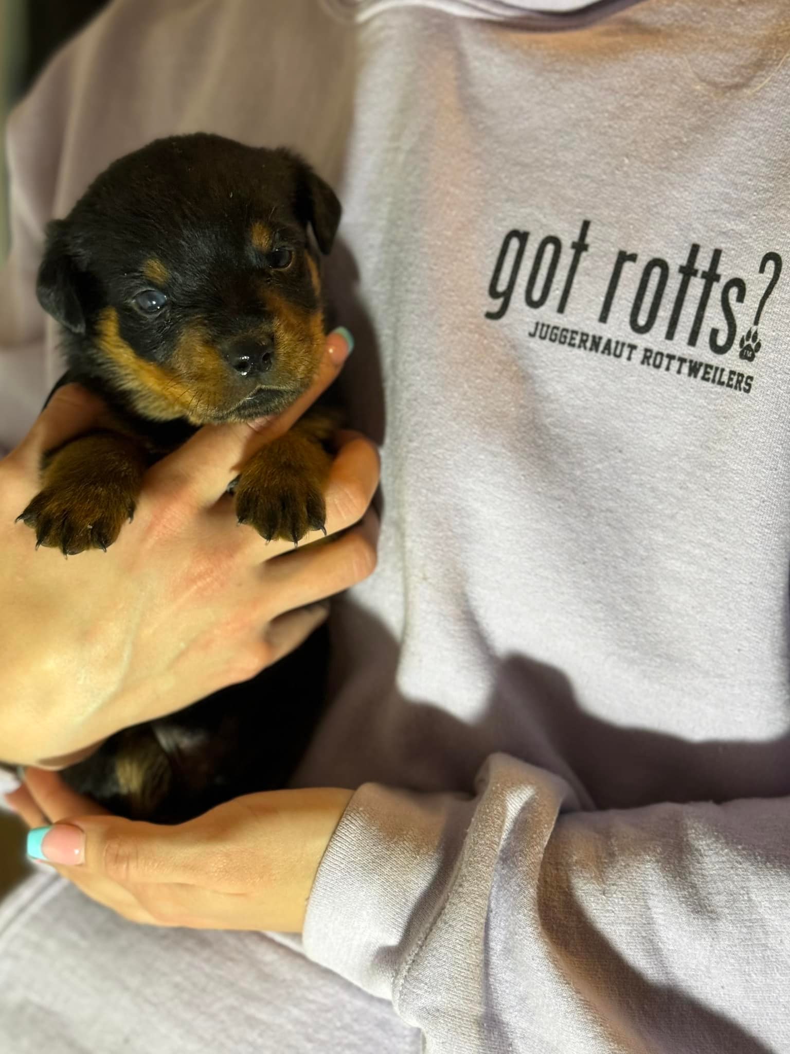 Juggernaut Rottweilers