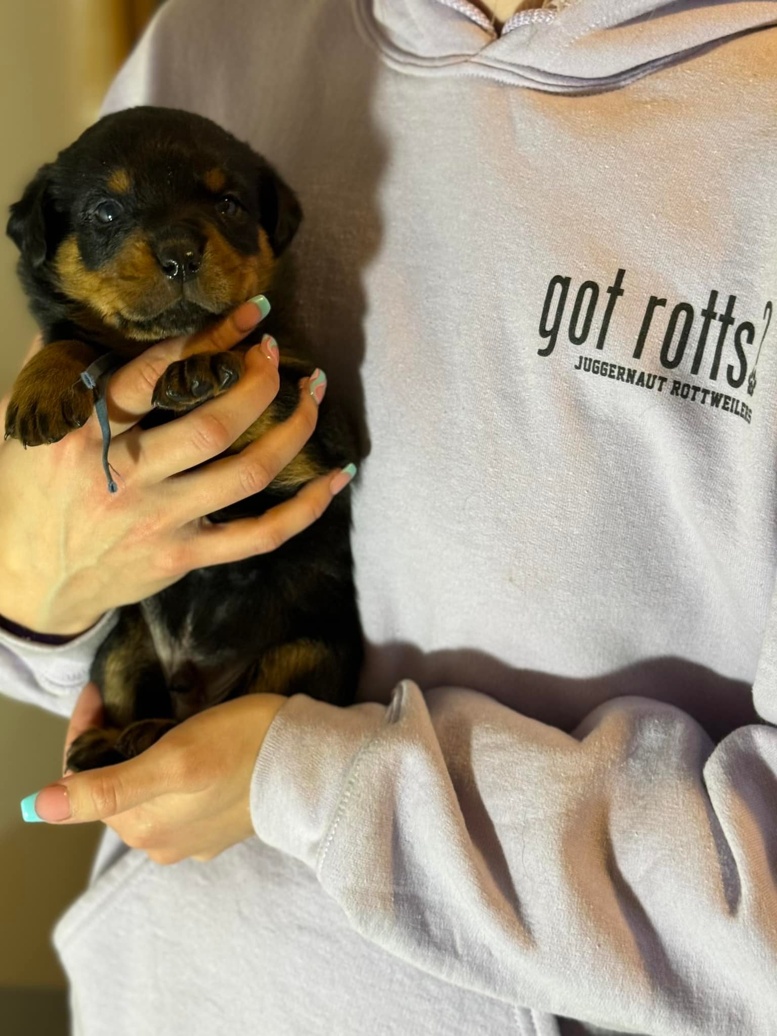 Juggernaut Rottweilers