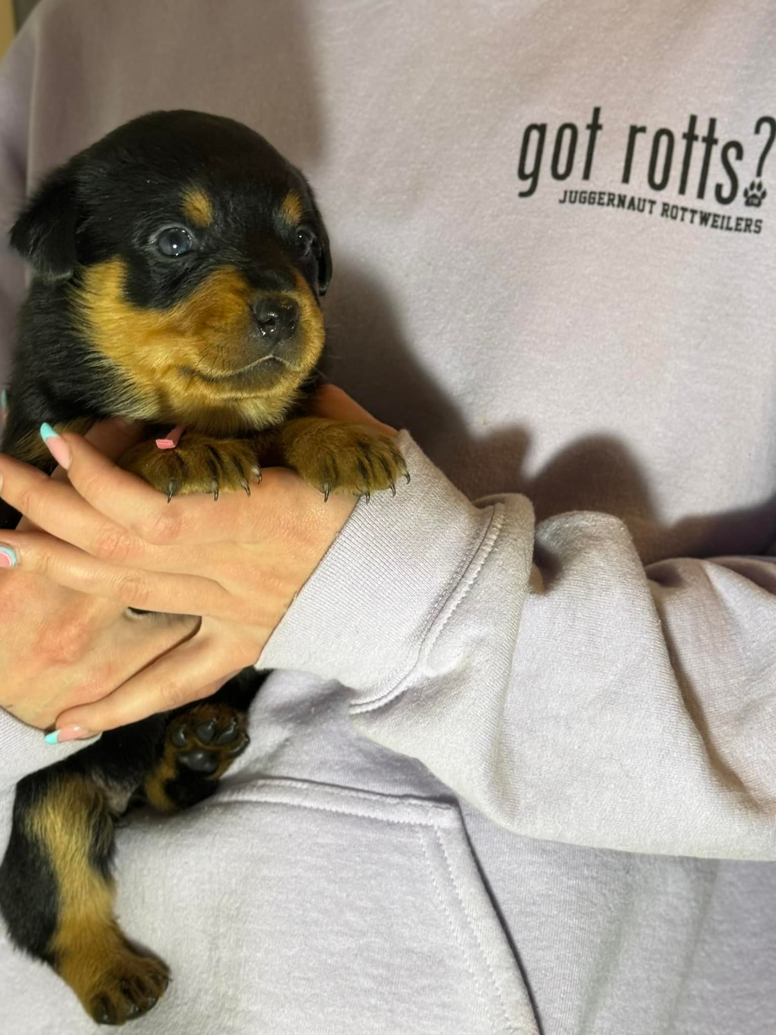 Juggernaut Rottweilers
