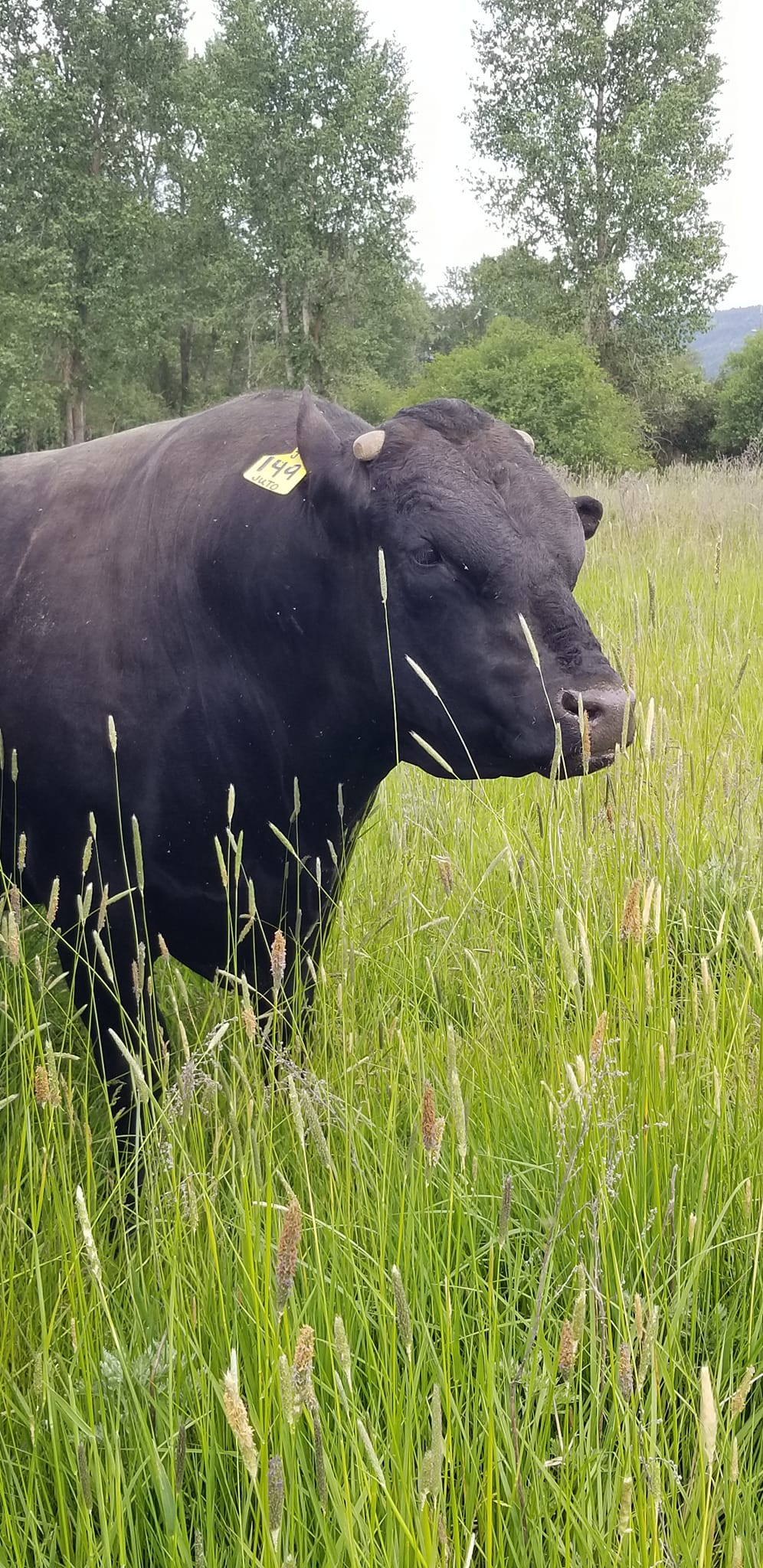 Rickey Canyon Ranch | Kettle Falls WA