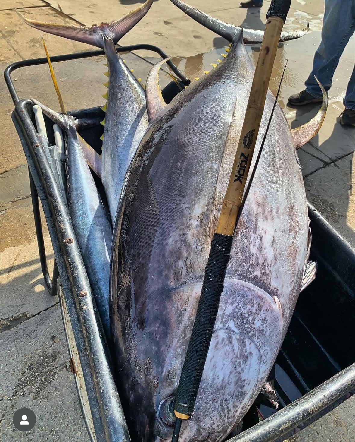 VooDoo Fishing Charters Deep Sea Tuna Fishing & Lodging In Venice La ...