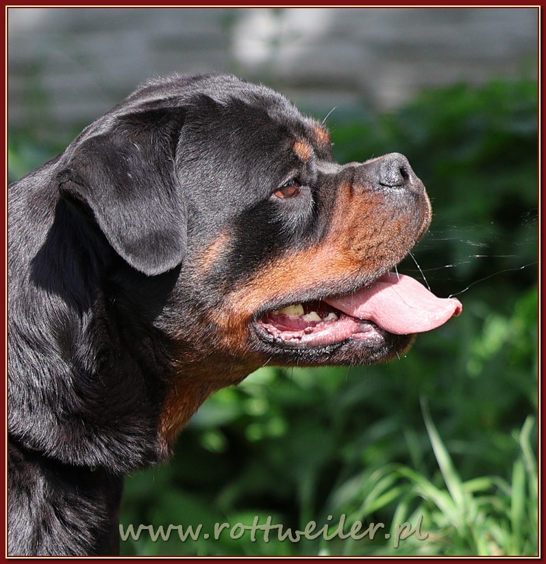 Nice And Lovely FCI - rottweiler | Miechów