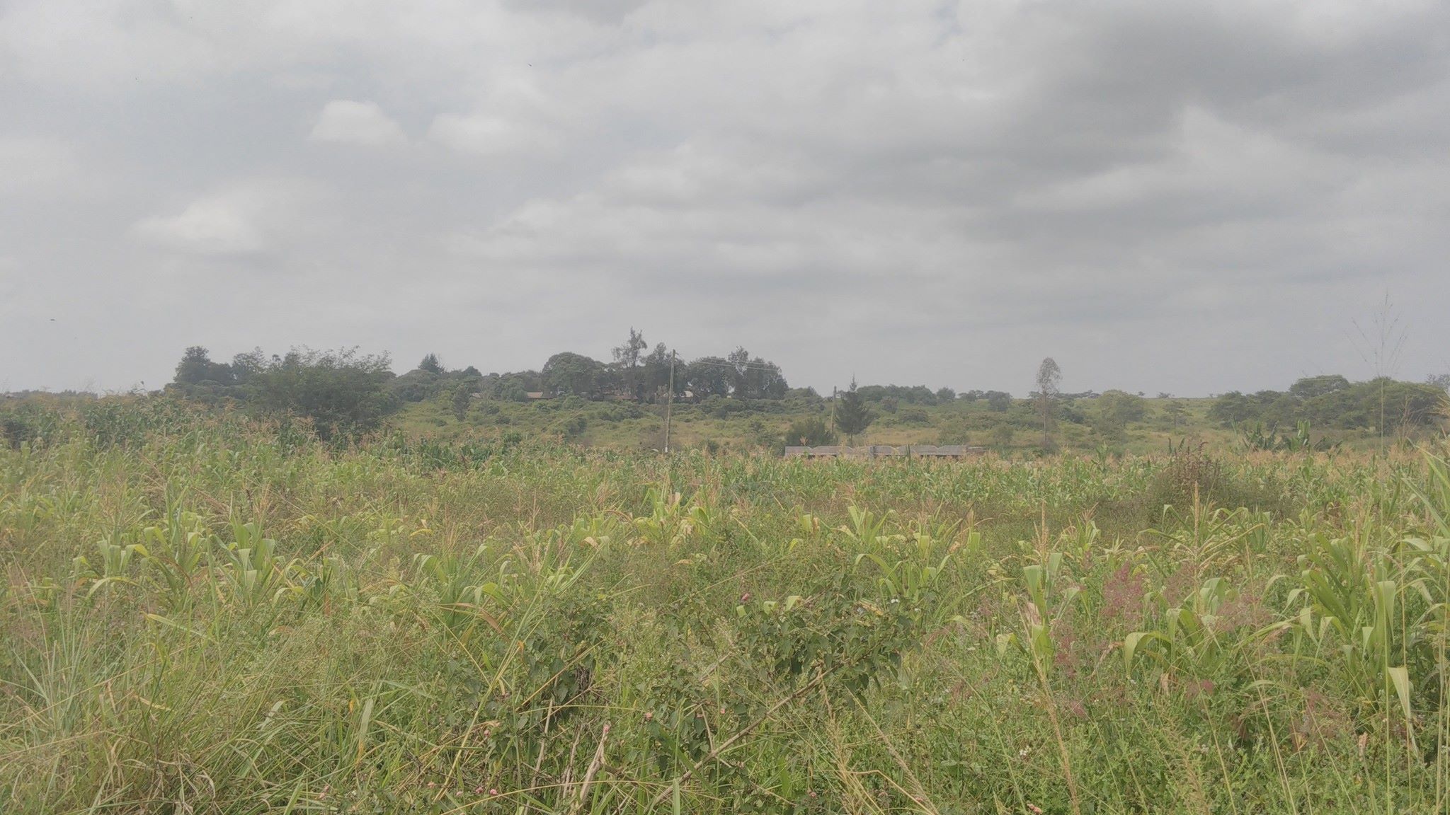 Muigai-Inn phase 4. Located... - Balcon Housing Co. Ltd