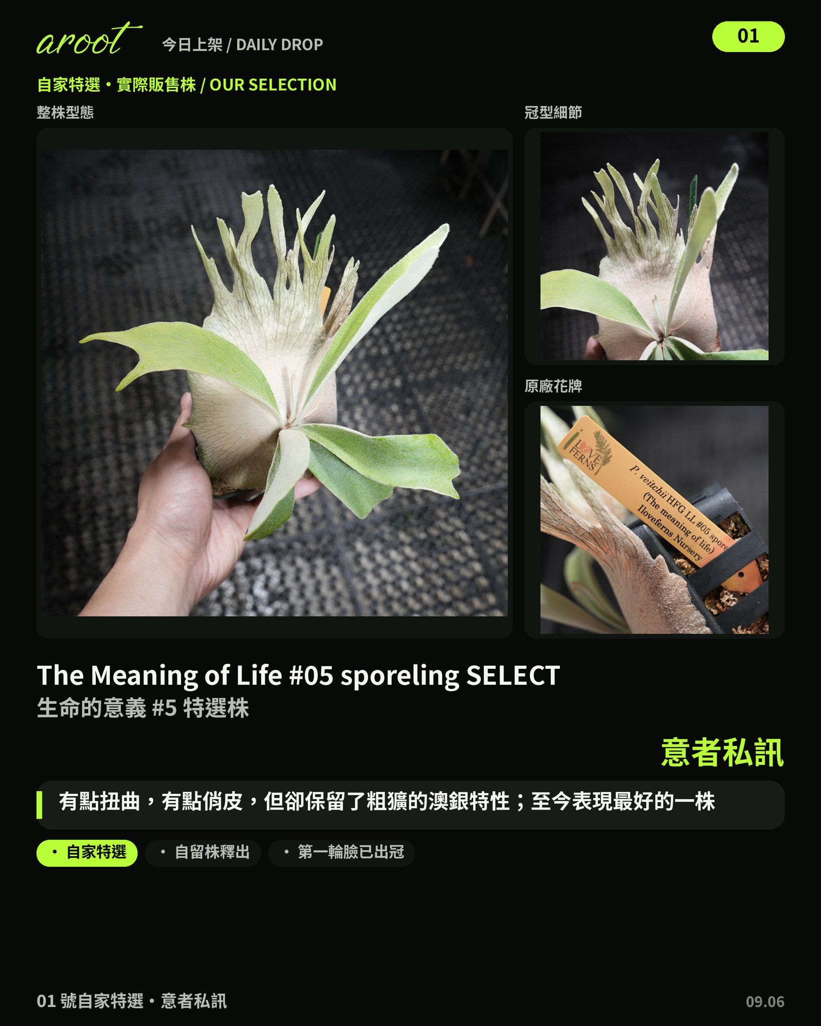 喜歡特殊小型種的朋友不要錯過！ 🎉 HBD 系列Blue Queen × Harvest