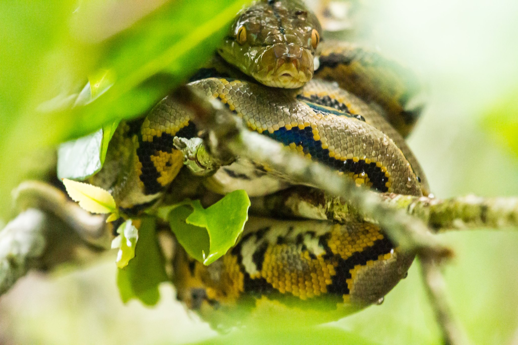 Photogravy - A reticulated python - the worlds longest snake. The ...