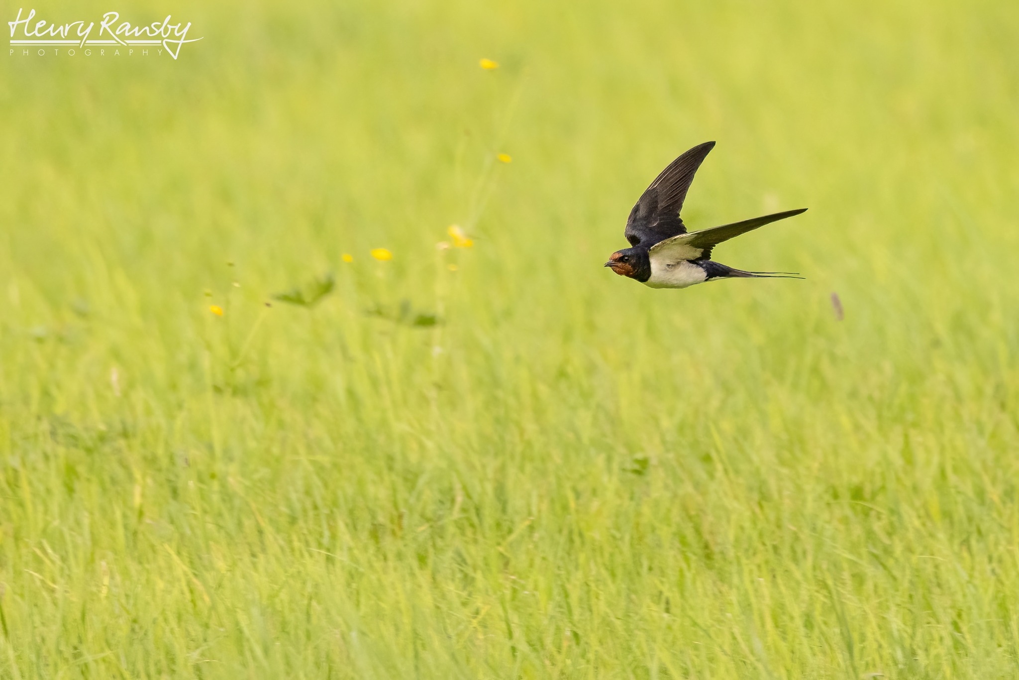 Henry Ransby Photography