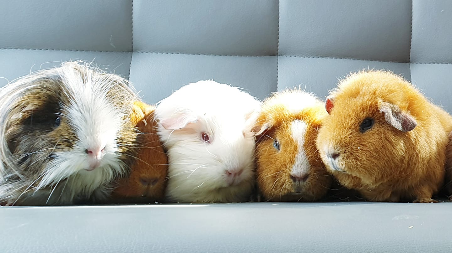 Guinea Pigs Advice - Pneumonia is one of the most significant diseases ...