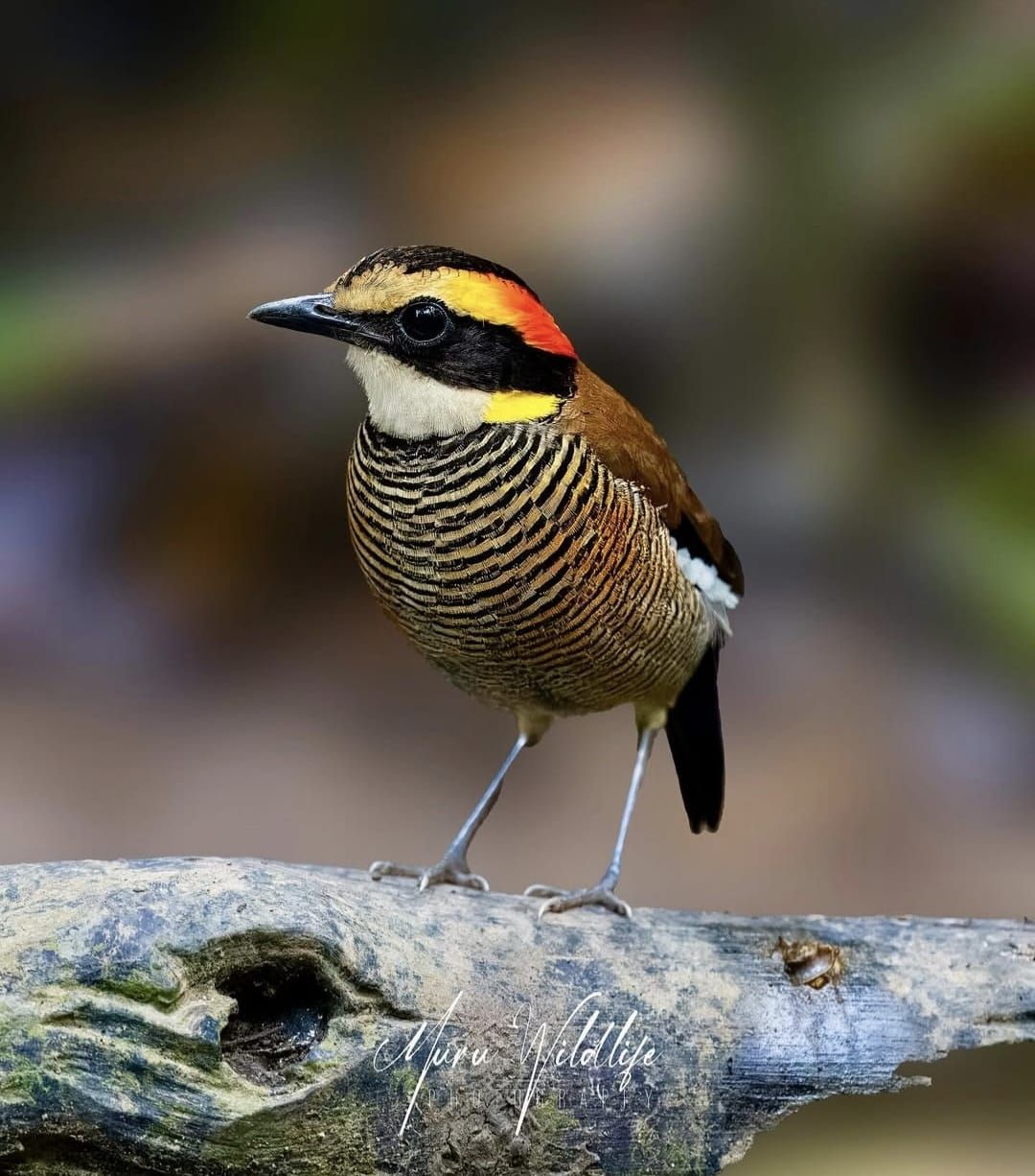 Pankaj - Malayan Banded Pitta. The Malayan banded pitta (Hydrornis ...