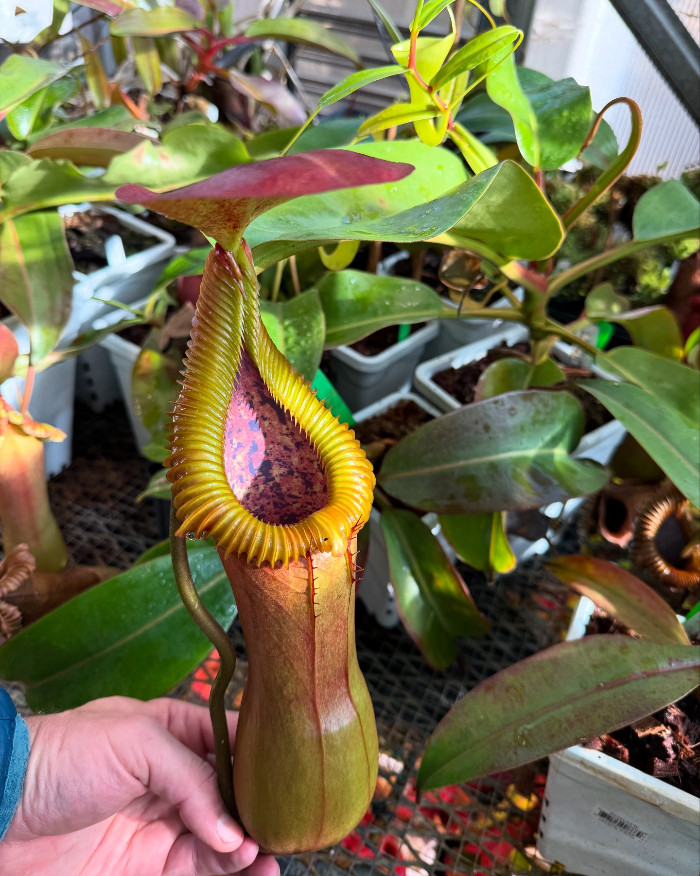 Nepenthes truncata x edwardsiana EP from @redleafexotics
