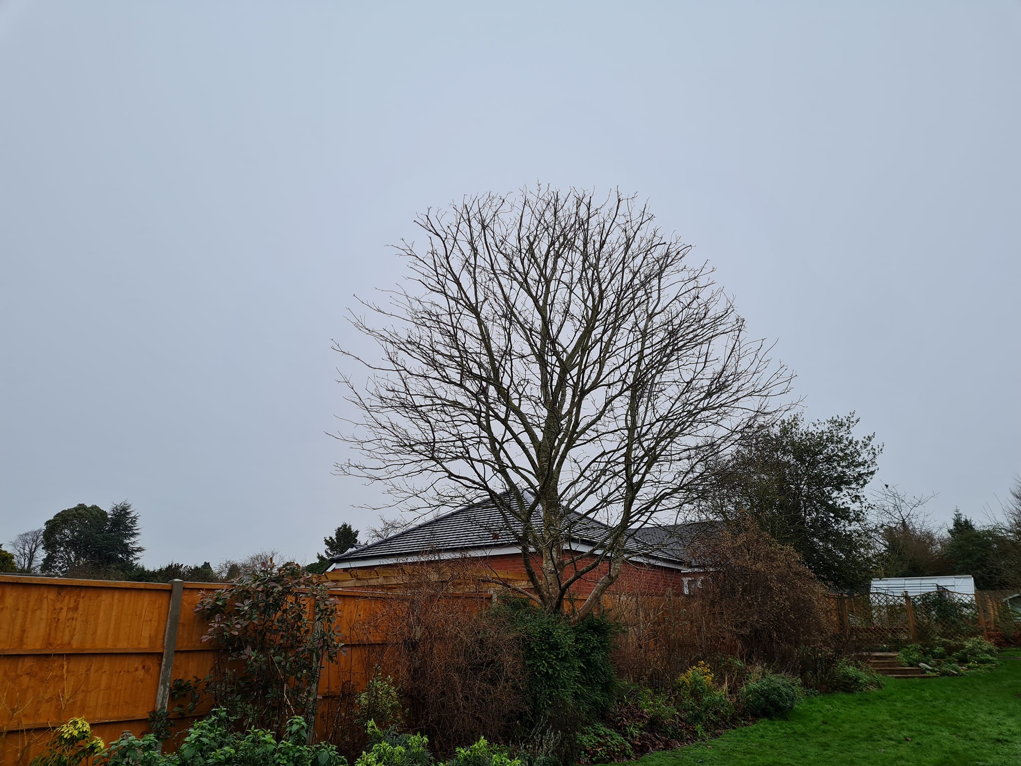 Mike Johnson Tree Care