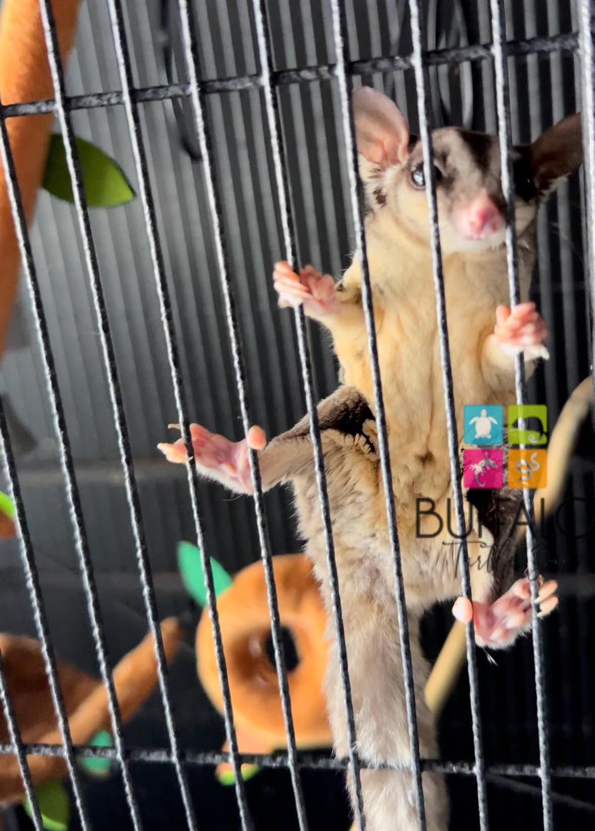 Exotic Nutrition Petco Sugar Glider Cage Exotic Nutrition Sugar