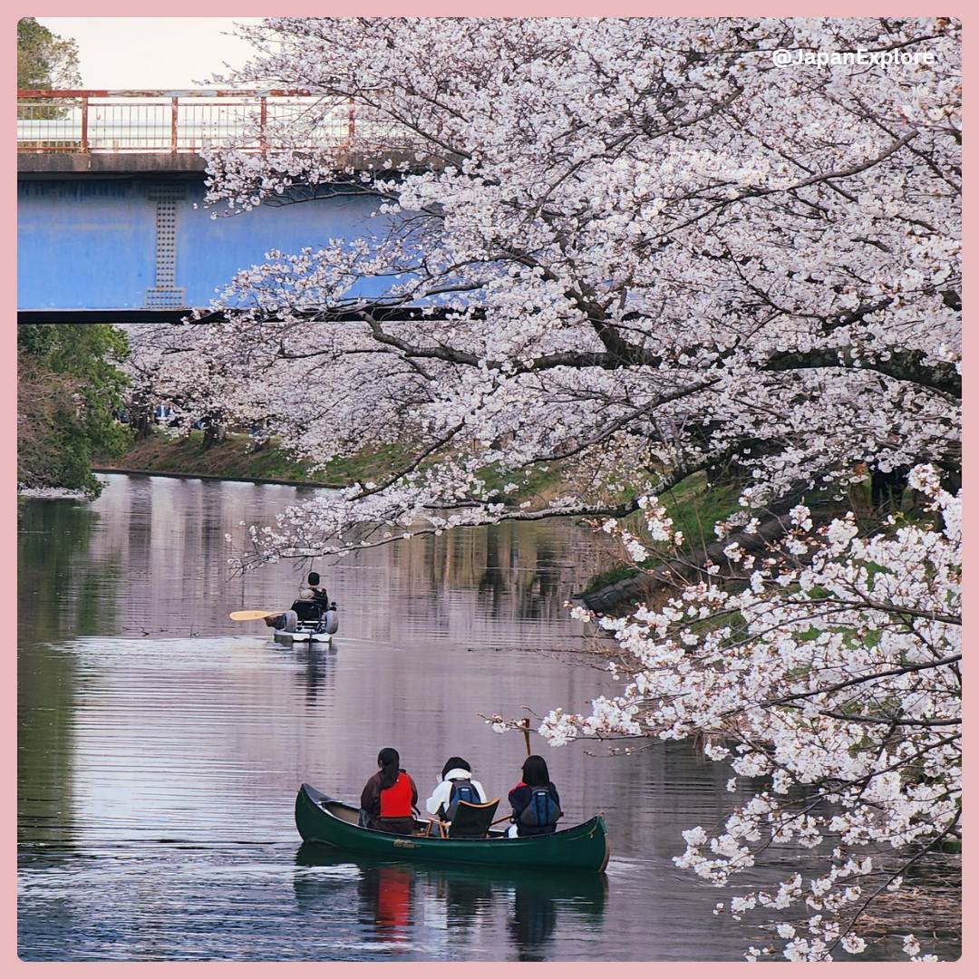 🌸Fukuokazeki Cherry Blossoms🌸 There's nothing quite like the