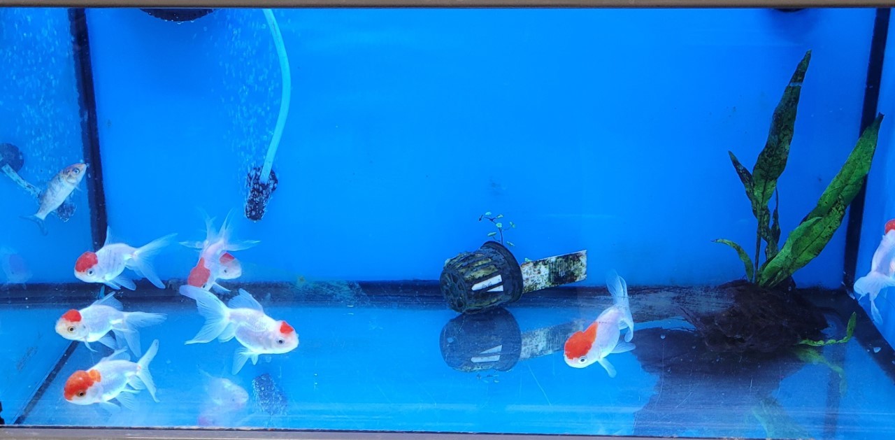 This tank is... Pet Supplies Plus West Hempstead, NY