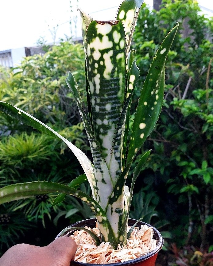 Billbergia vittata 'Domingos Martins' (B. Whitman)