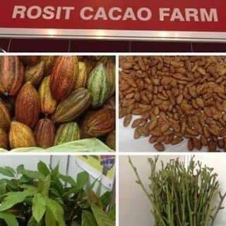 Rosit Cacao Farms & Banana Tissue Culture Laboratory | Davao City