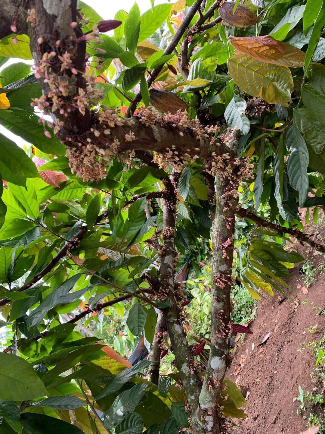 Rosit Cacao Farms & Banana Tissue Culture Laboratory | Davao City