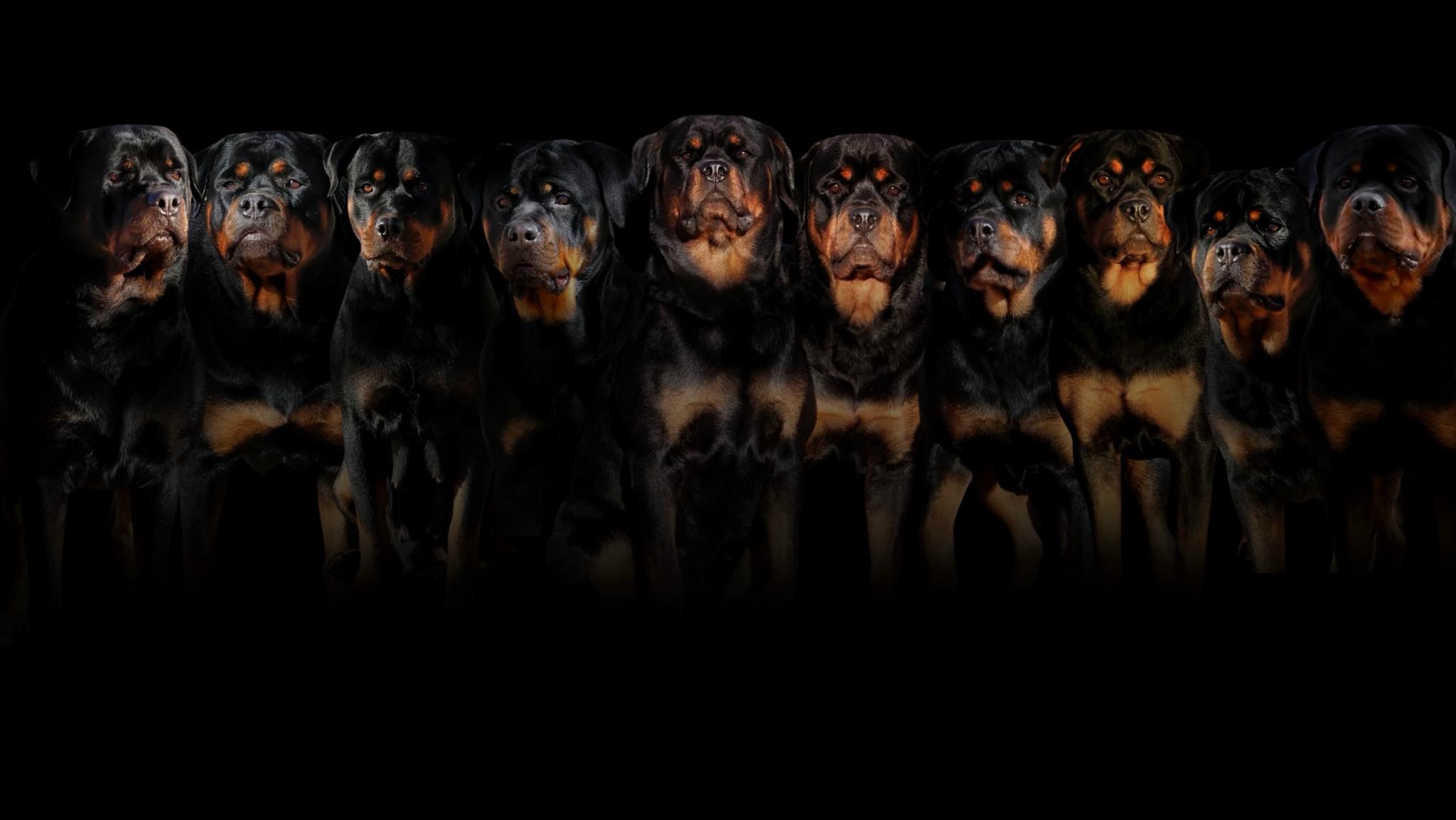HB Rottweilers | Desert Hills AZ