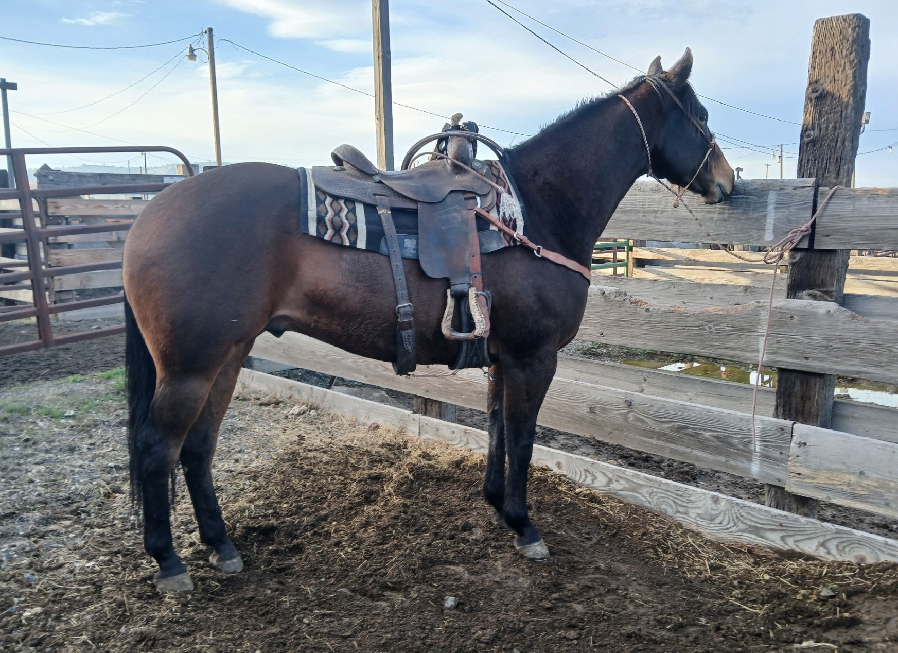Red - Lot 9 PD PEPPER CHEX 2020 bay gelding by Heep On The Chex x What ...