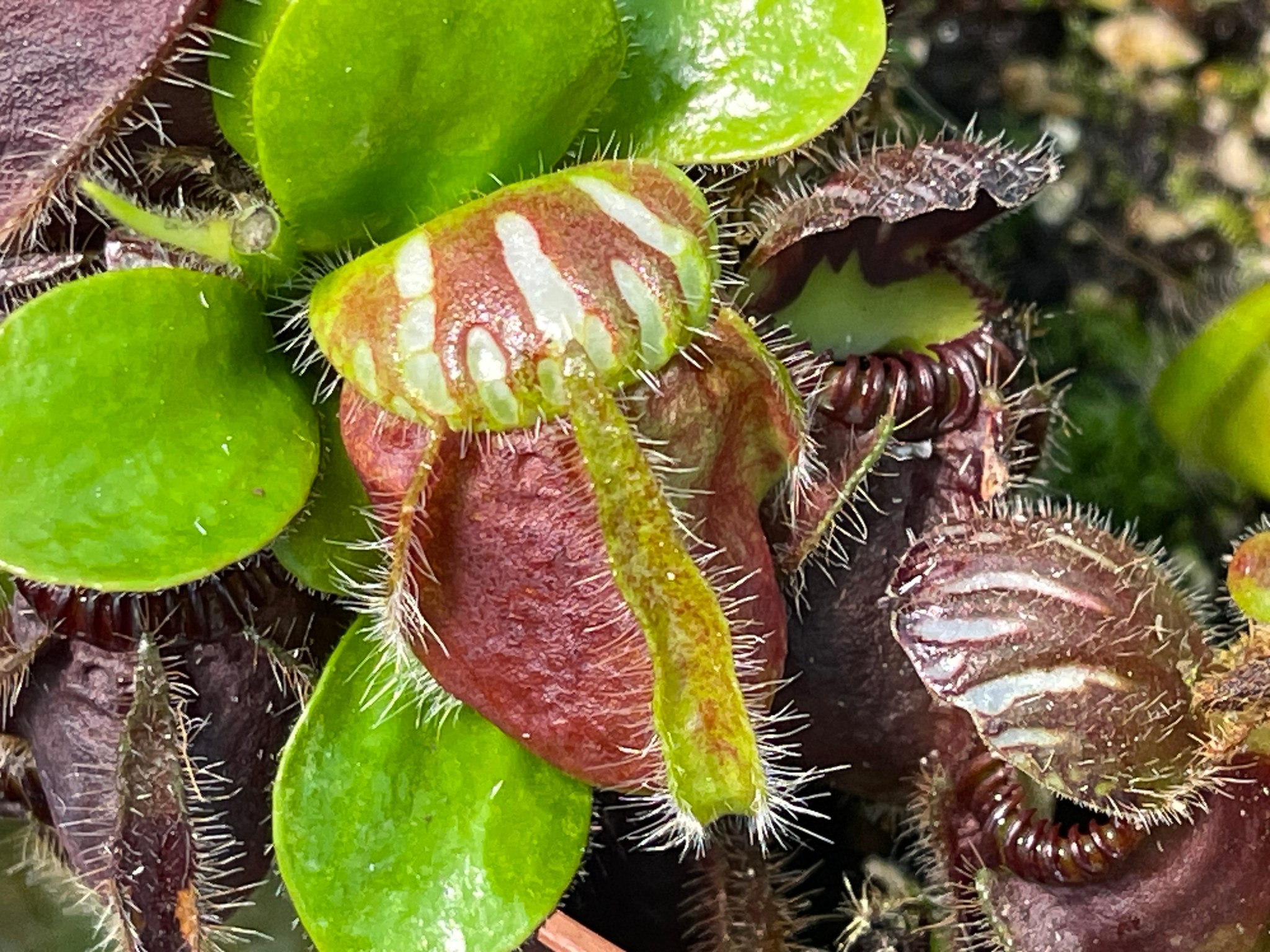 A large specimen of Cephalotus follicularis growing in the wild