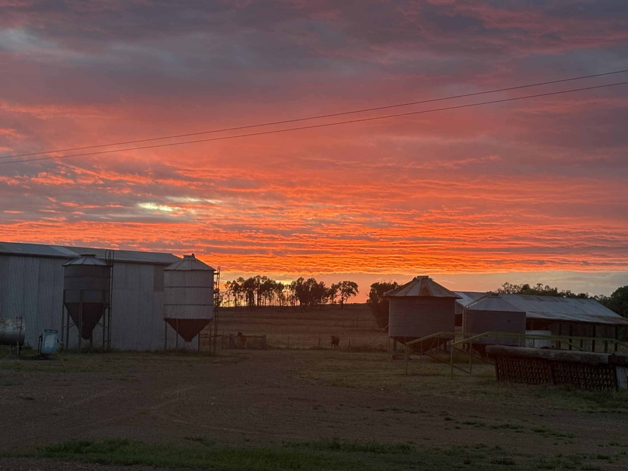 Choice Angus | Pallal NSW
