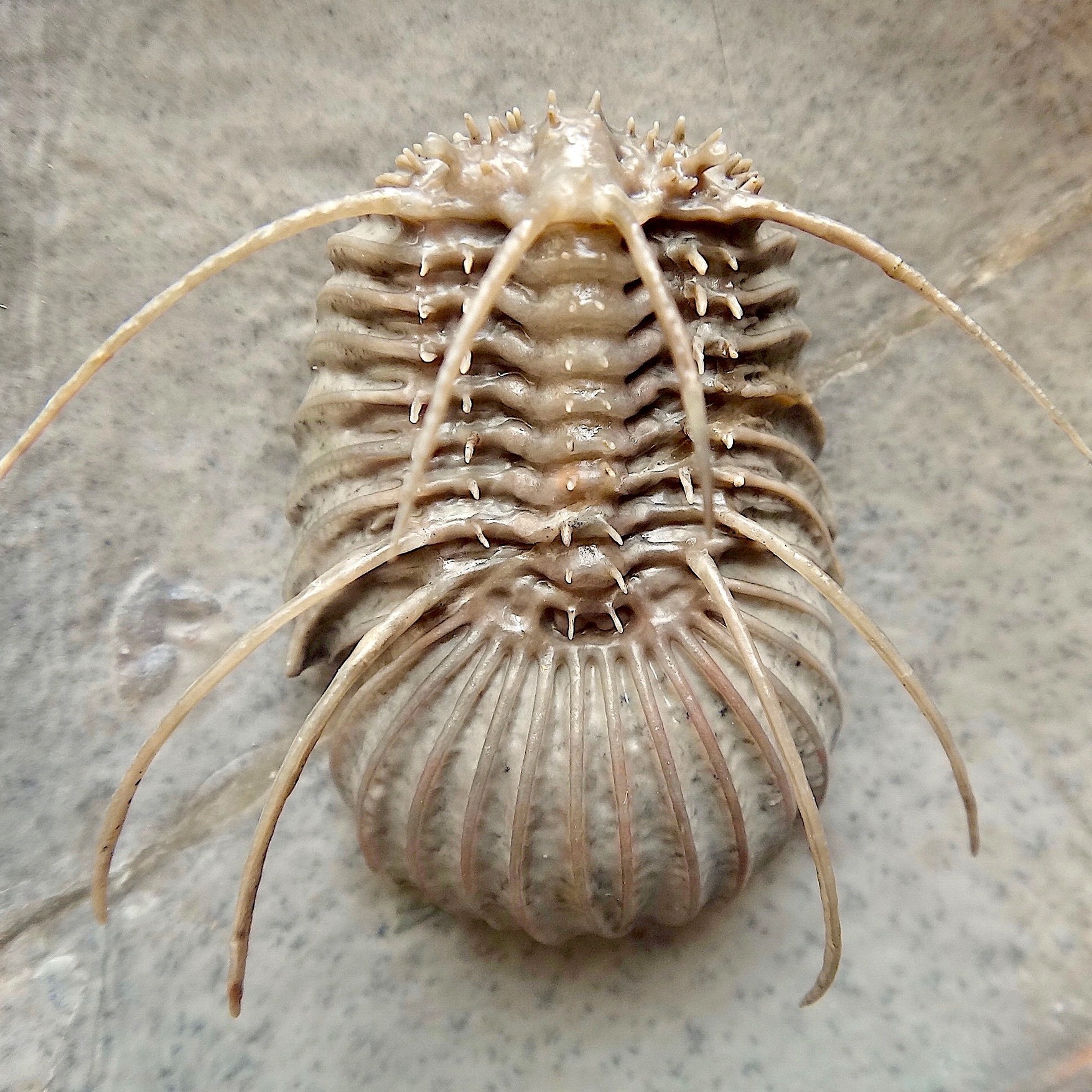 It’s Trilobite... - American Museum of Natural History | Facebook