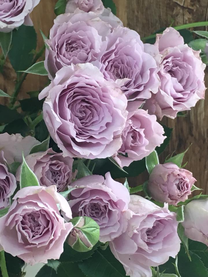 スプレーバラ(リベルラ) 香りのいいバラです 花びらがひらひらと波打っ