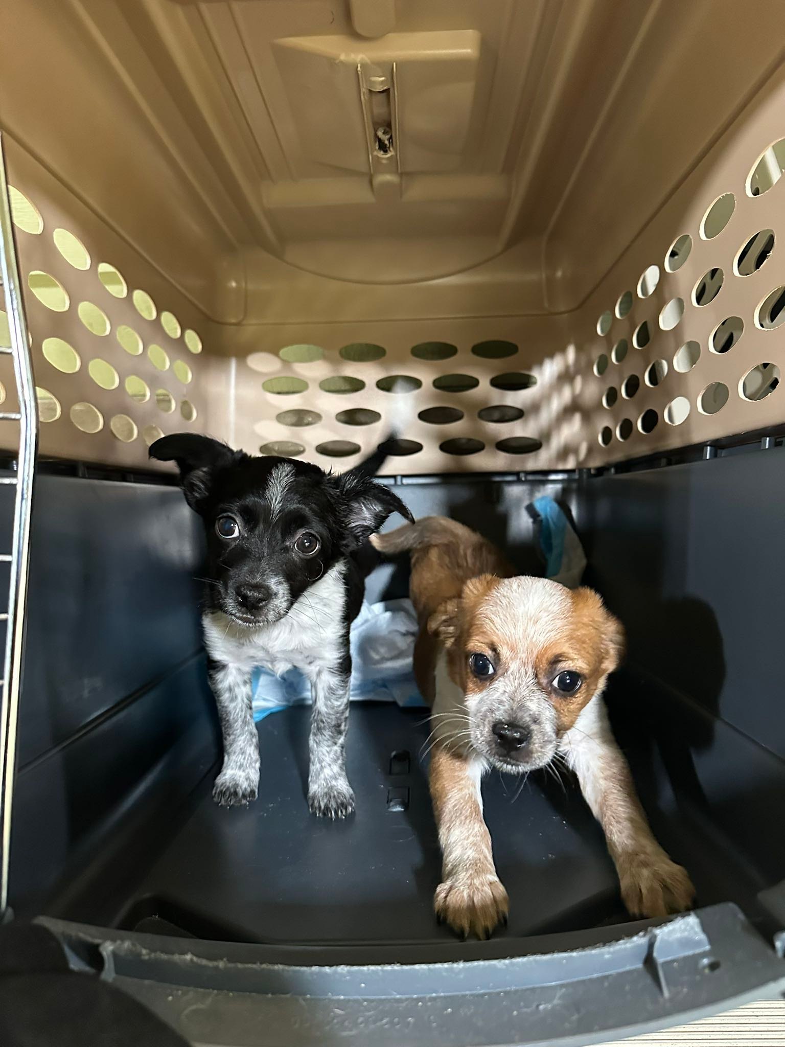 ARK Pet Rescue - ⚠️URGENT⚠️ We still have puppies at the... | Facebook