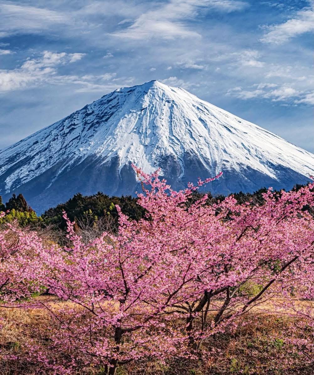 kawazu cherry blossom