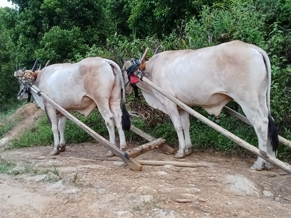 Sapi Rambon super pantai barat | Facebook