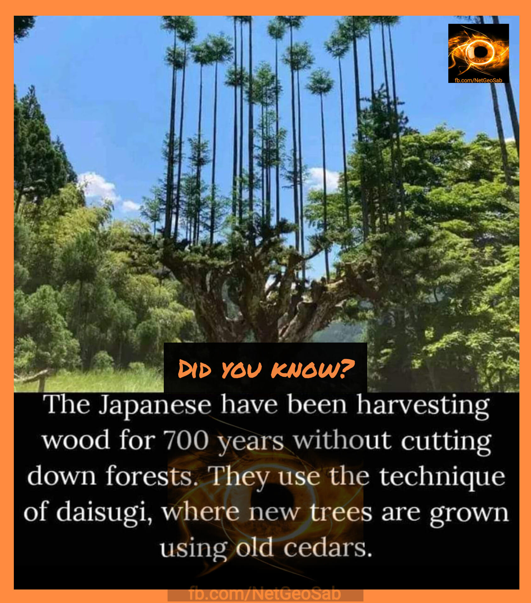 Net - Did You Know? Follow us Net geo sab #didyouknow #facts #fact # ...
