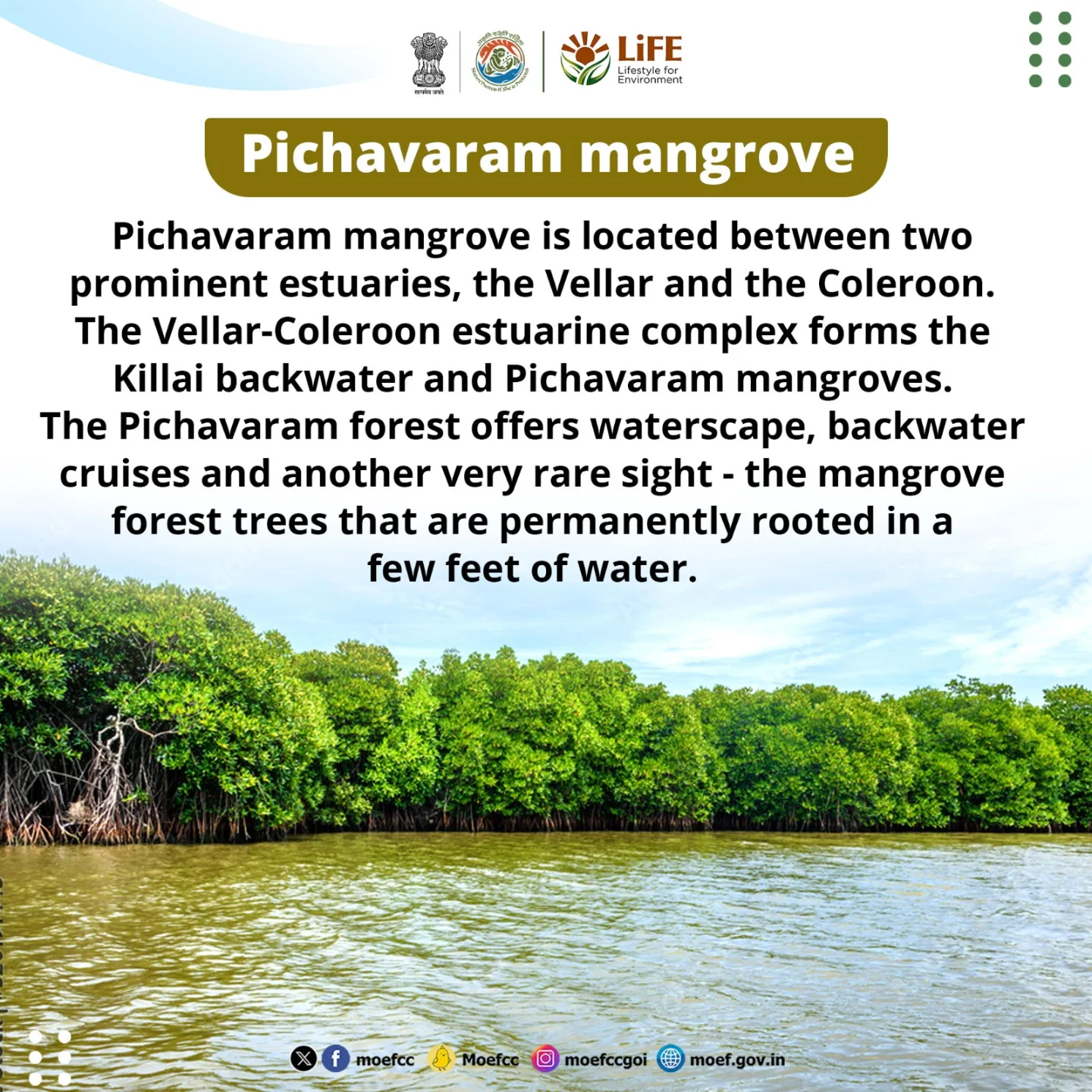Tropical Forest... - Tropical Forest Research Institute