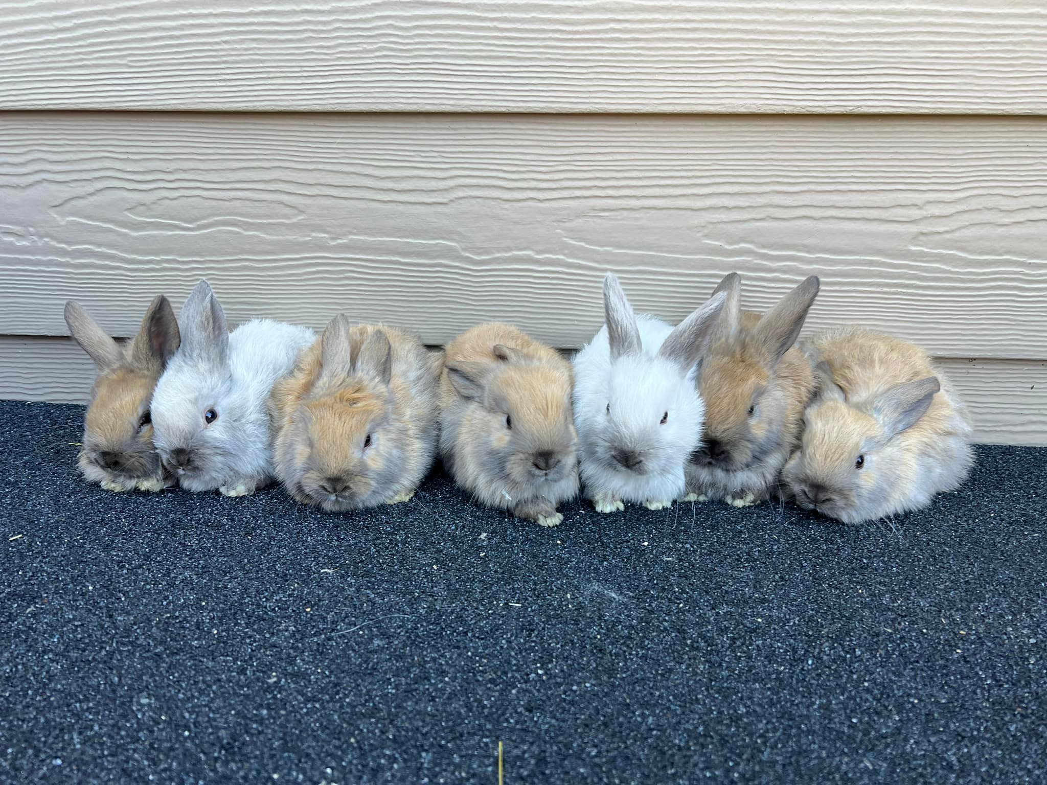 Reading Rabbits | Princeton NJ