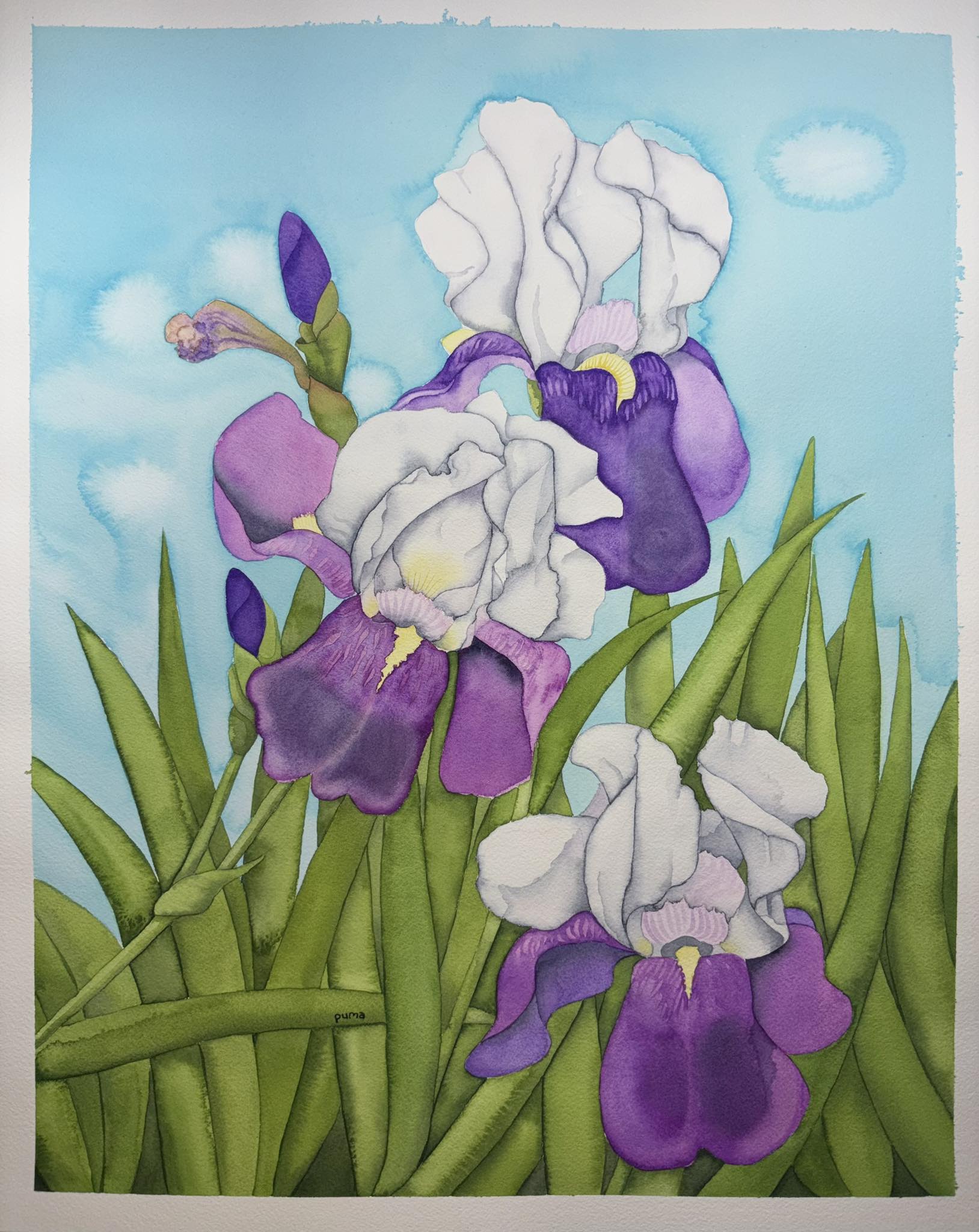 Large watercolor iris art available