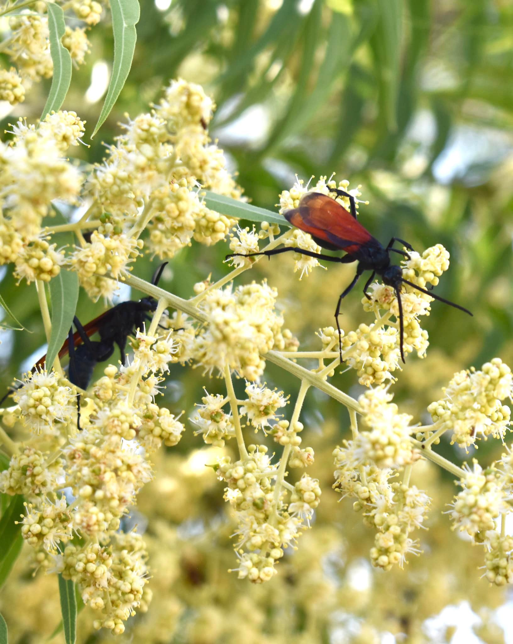 Longwood University in the Borderlands - Tarantula hawks (a type of ...