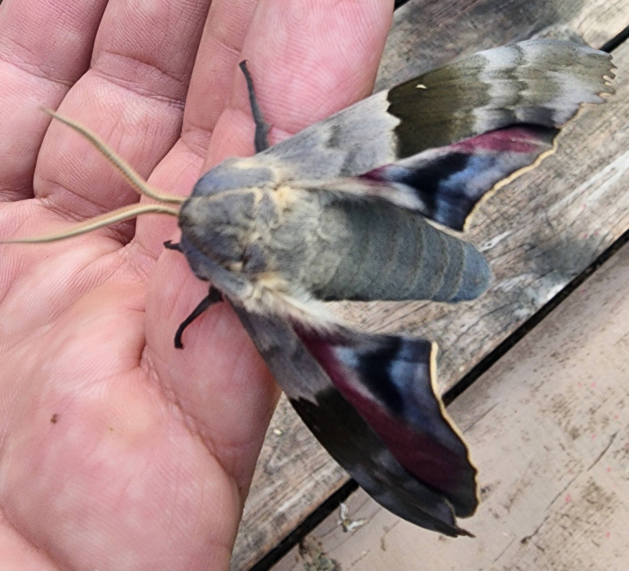 Modest sphinx moth in Michigan's forests