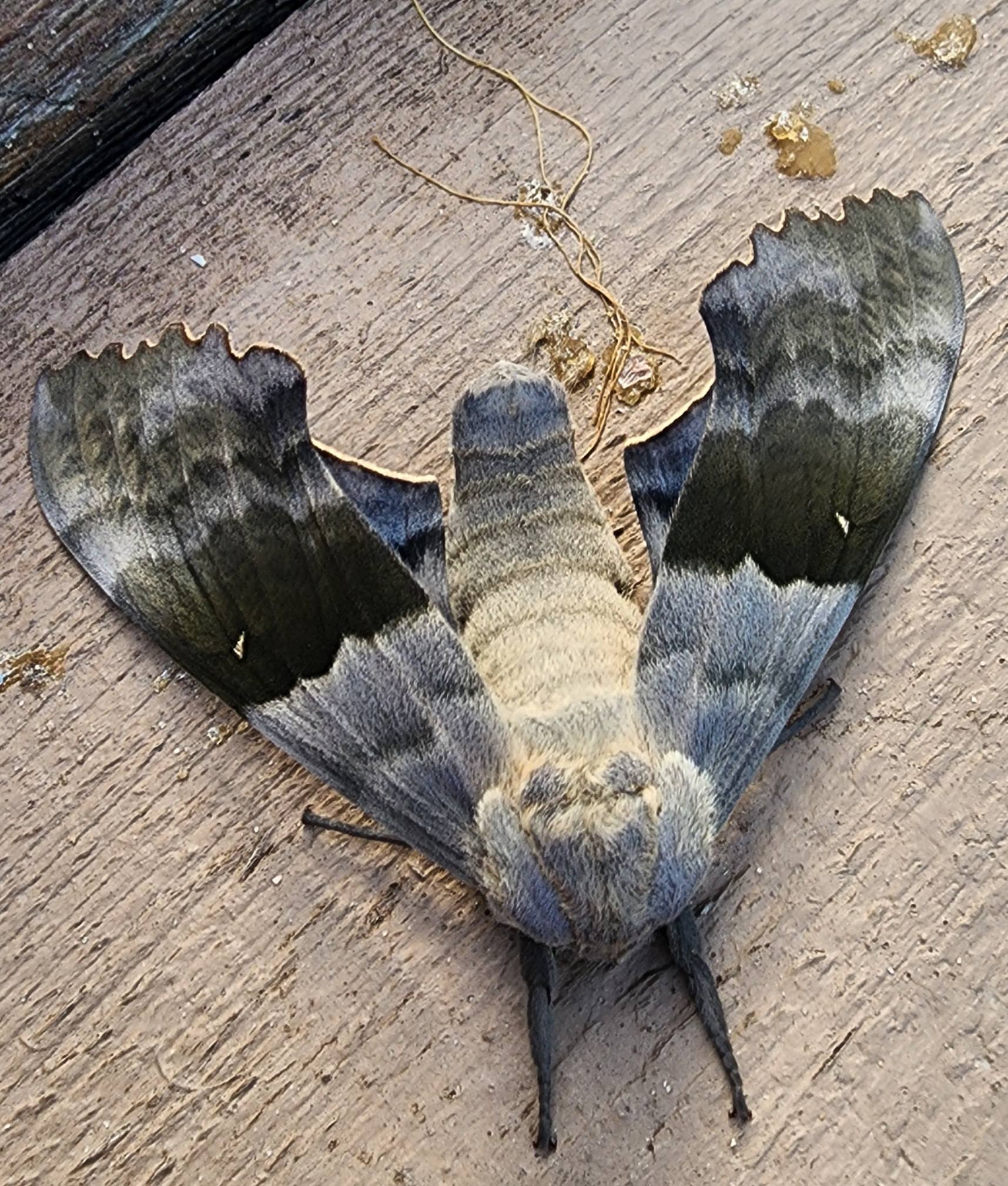 Modest sphinx moth in Michigan's forests