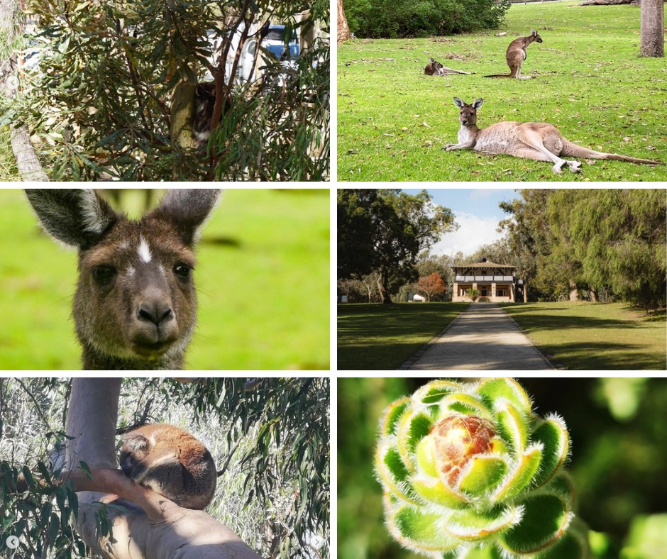 🌿 Stunning snaps of Yanchep National... - Capricorn Yanchep | Facebook