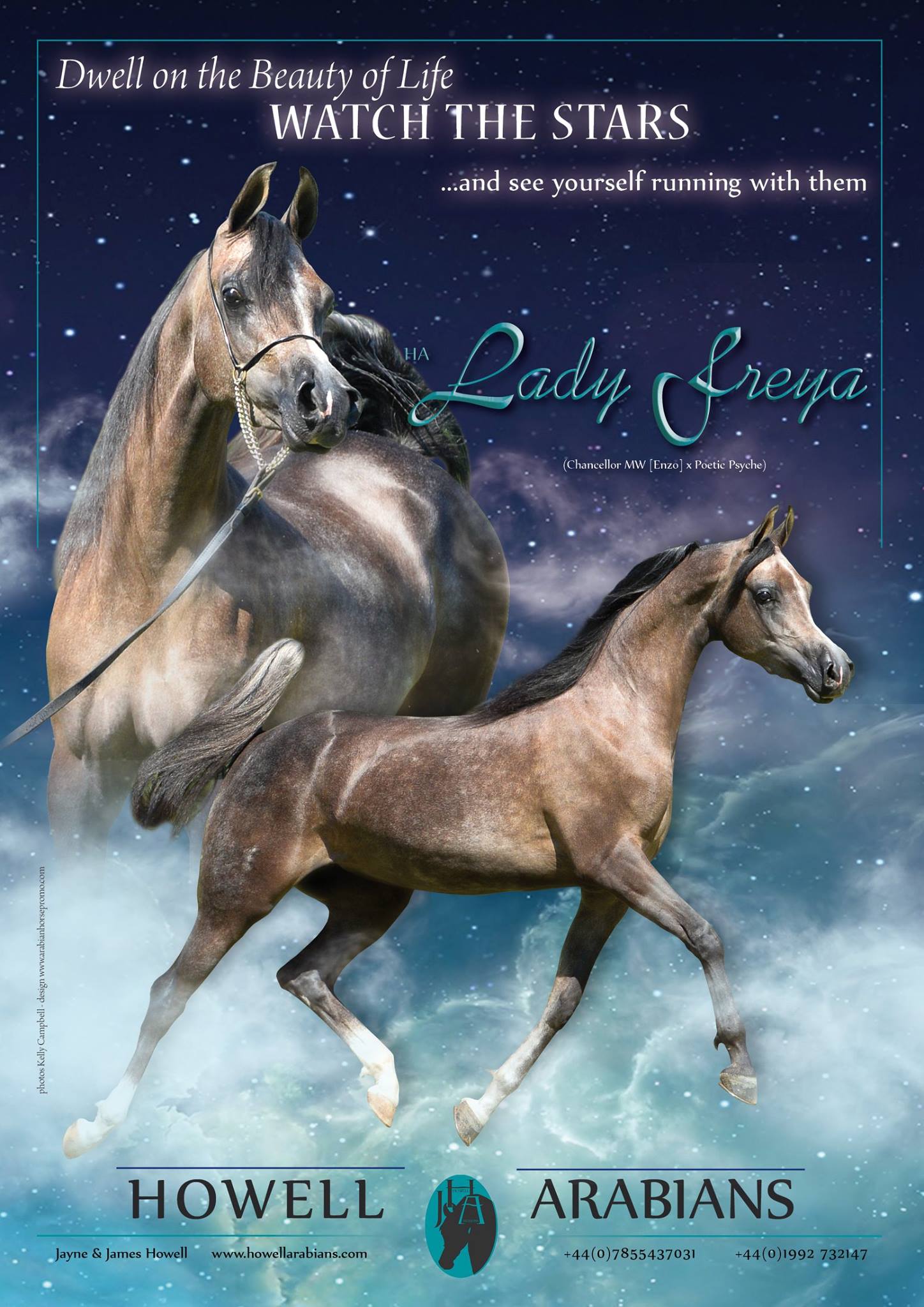 Arabian Horse Promo - The incredible...HA LADY FREYA (Chancellor MW ...