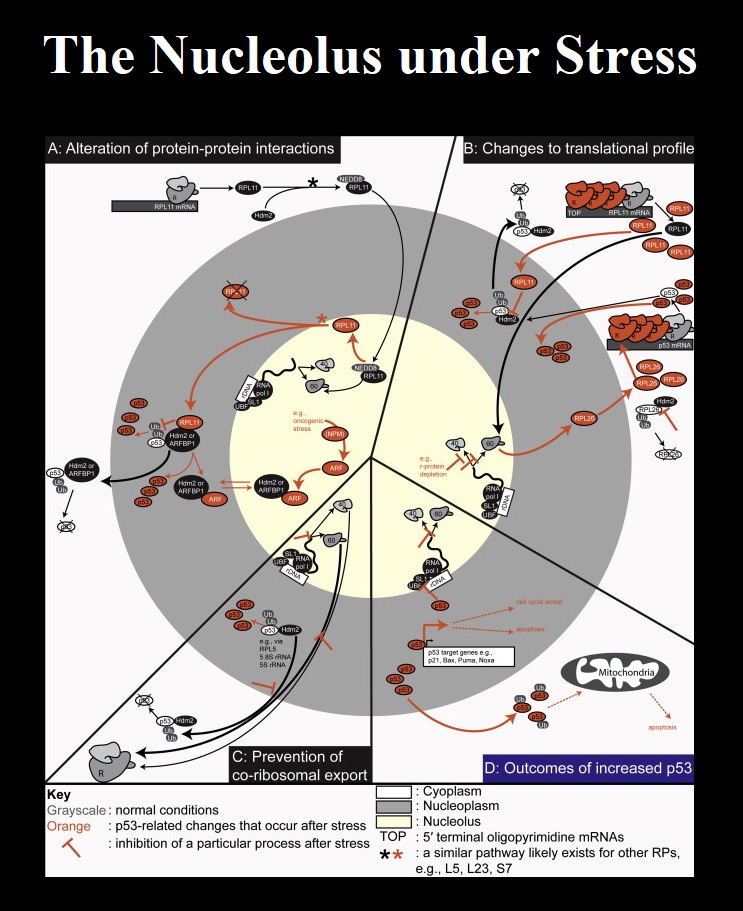 Abiogenesis - The main function of the nucleolus is the rapid ...